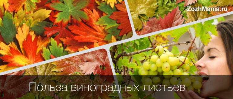 Листья винограда - полезные свойства и противопоказания