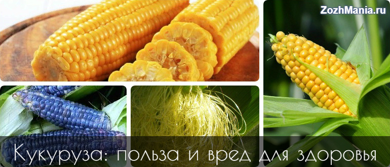 Чем полезна кукуруза для организма человека