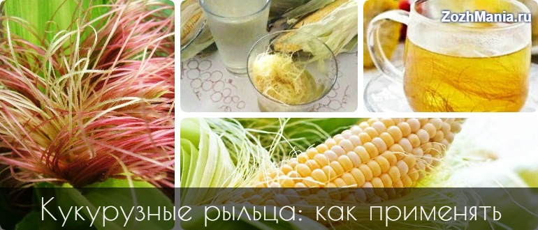 Рыльца кукурузы лечебные свойства и противопоказания