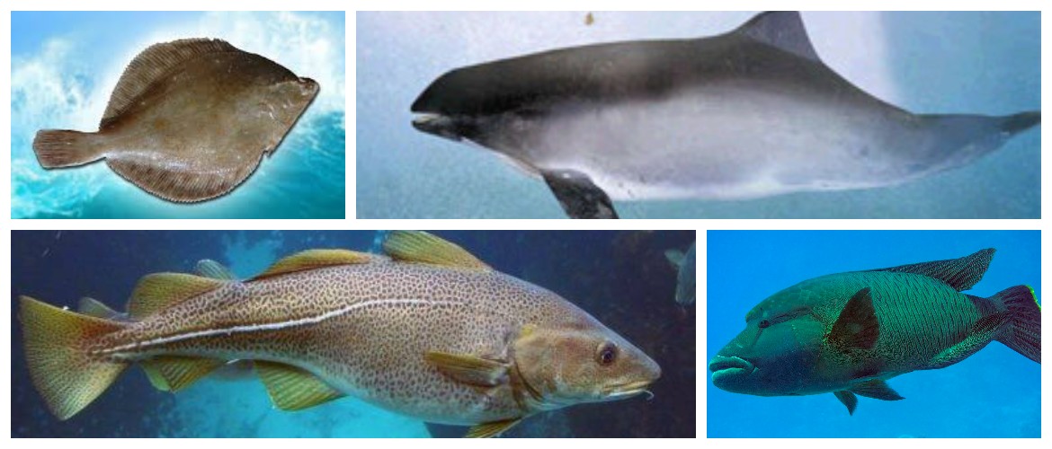 Как отличить морскую. Пресноводные и морские рыбы отличия. Рыба против рыбы. Различия рыбы и человека. Разности рыба белая.